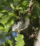 Blackpoll Warbler 6465